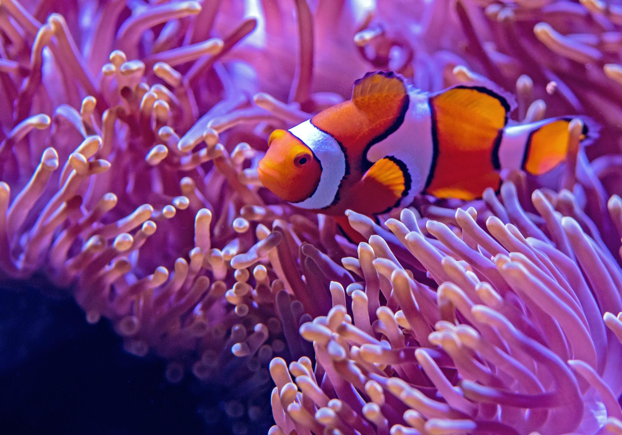 Finding Nemo Movie Review