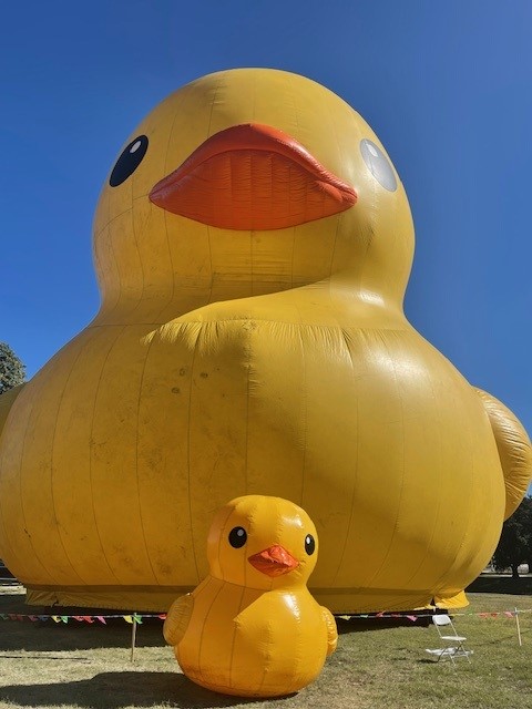 The largest rubber duck in the world, standing an impressive six stories high, embarks on a remarkable journey, spreading happiness and leaving an unforgettable impact wherever it goes.